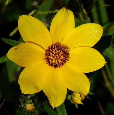 {Bidens laevis}